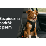 Pasy bezpieczeństwa dla psów