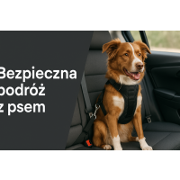 Pasy bezpieczeństwa dla psów