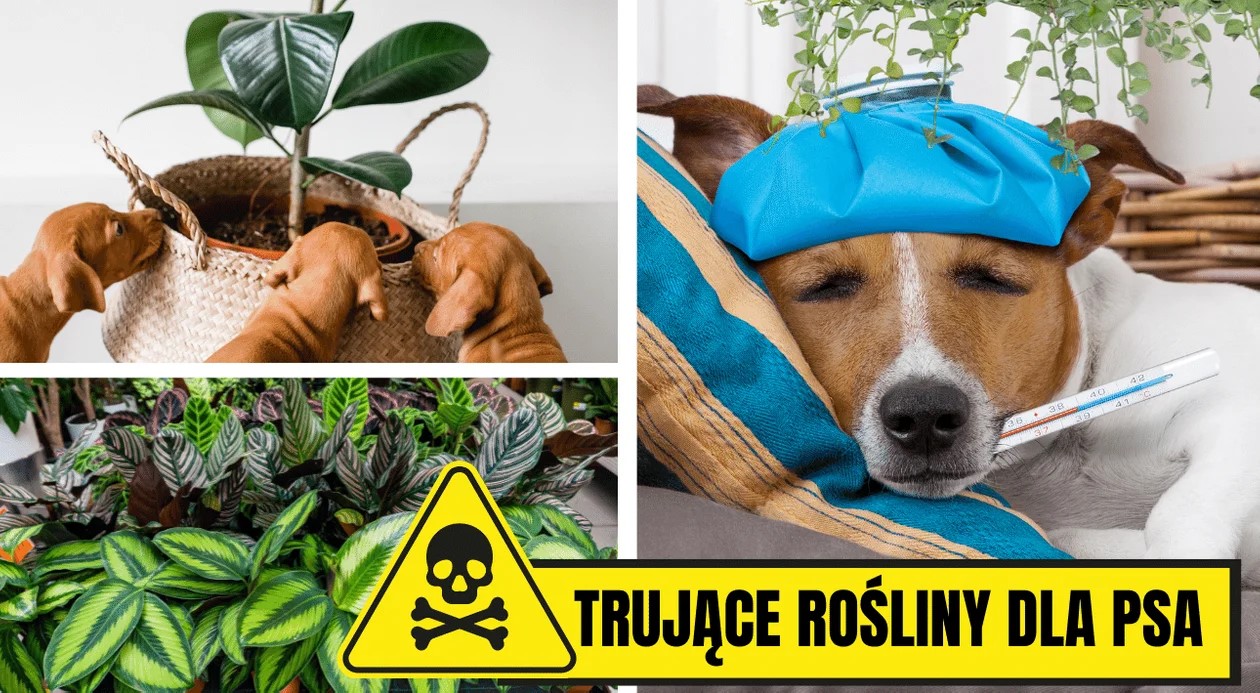 Toxic plants, trees, and shrubs for dogs in homes and gardens - ONA informational graphic.