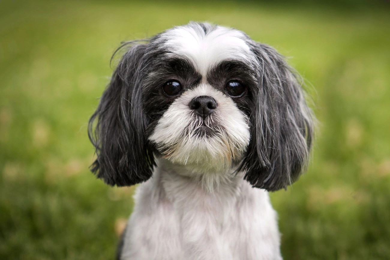 Small Shih Tzu dog with long black and white fur sitting on green grass outdoors.