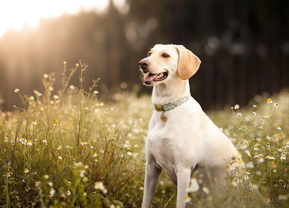 White dog wearing a collar sitting in a sunlit field of wildflowers at golden hour.