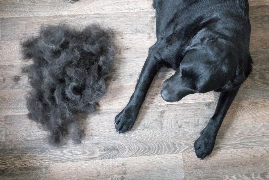 Black dog lying on a wooden floor next to a large pile of shed black fur.