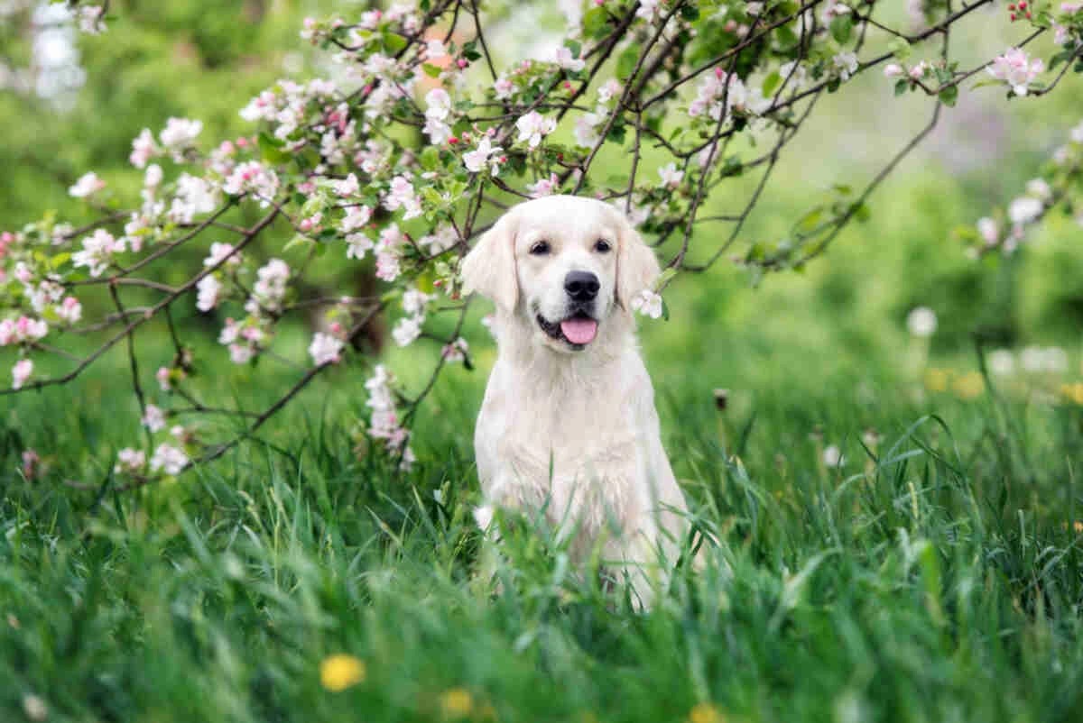 Small white dog sitting in tall grass under blooming tree branches in a spring garden setting.