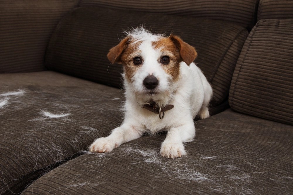 Dog lying on a couch covered in shed fur, illustrating stress-related shedding in pets.