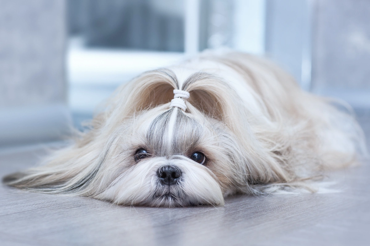 Shih Tzu dog with long hair tied in a topknot lying down on a wooden floor indoors.