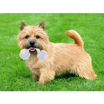 Zabawka dla psa gryzak szarpak sznur mocny kość