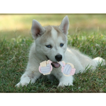 Zabawka dla psa gryzak szarpak sznur mocny kość