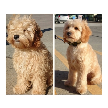 Maszynka do strzyżenia psów zwierząt psa zestaw