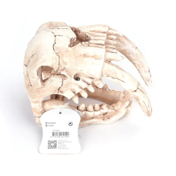 Czaszka ozdobna do akwarium