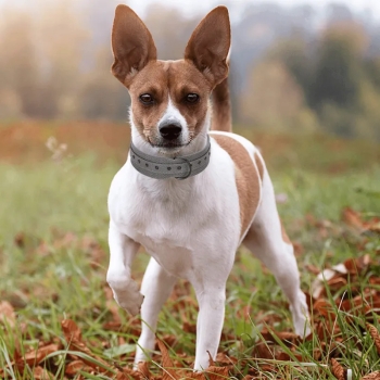 Obroża dla dużego psa rozmiar M trzy kolory