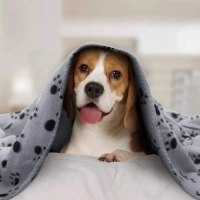 Koce i poduszki dla zwierząt